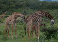 /album/fotos-afrika/sam-0642-small-jpg/